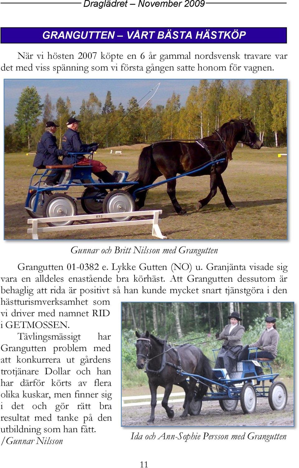 Att Grangutten dessutom är behaglig att rida är positivt så han kunde mycket snart tjänstgöra i den hästturismverksamhet som vi driver med namnet RID i GETMOSSEN.