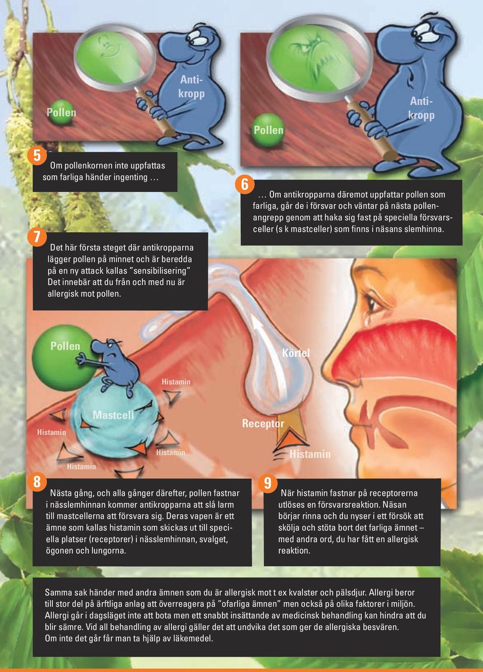 7 Det här första steget där antikropparna lägger pollen på minnet och är beredda på en ny attack kallas sensibilisering Det innebär att du från och med nu är allergisk mot pollen.