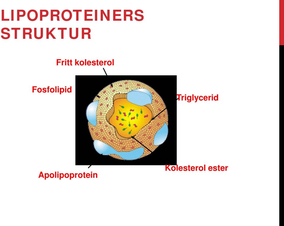 Fosfolipid Triglycerid