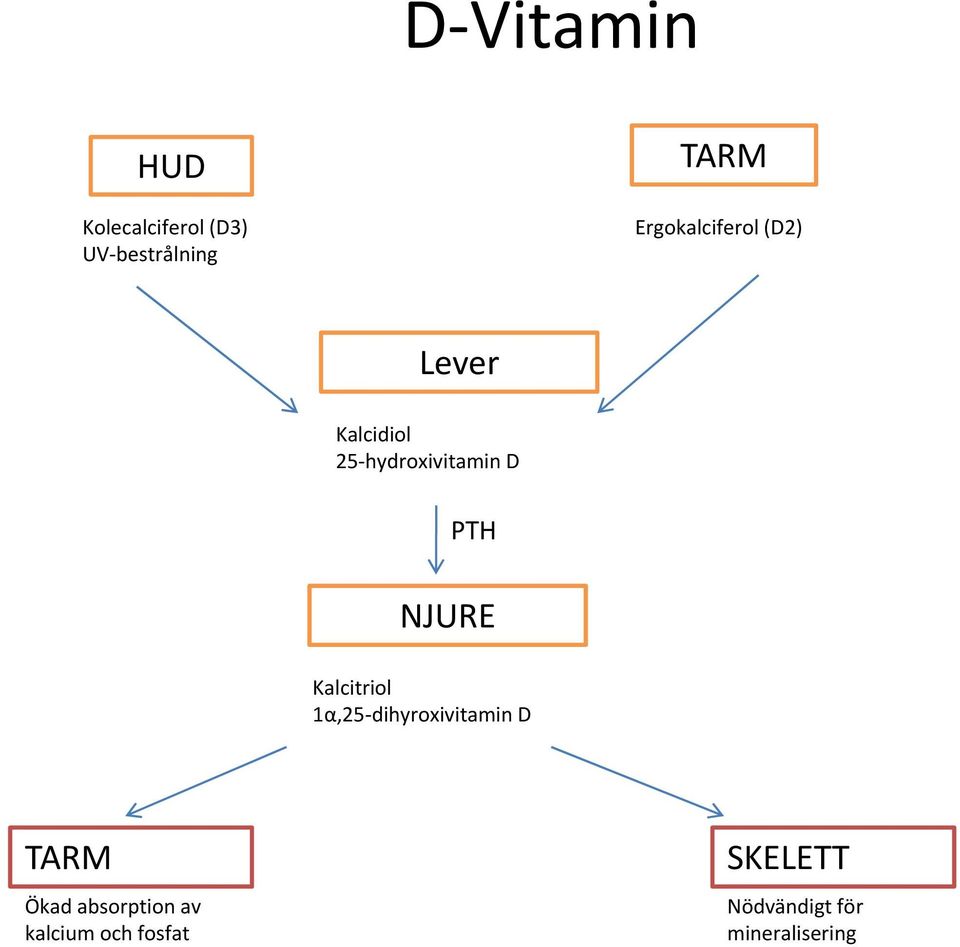 PTH NJURE Kalcitriol 1α,25 dihyroxivitamin D TARM Ökad