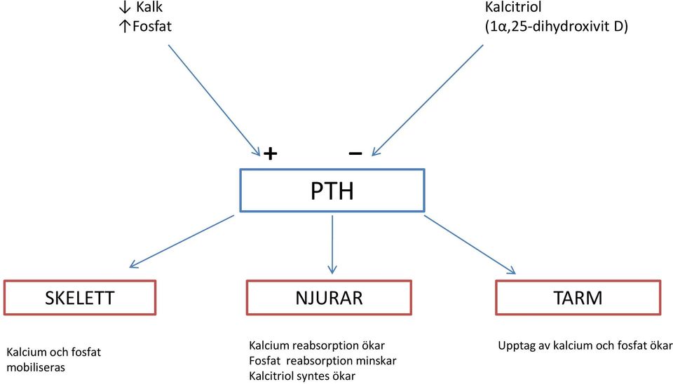 Kalcium reabsorptionökar Fosfat reabsorption minskar