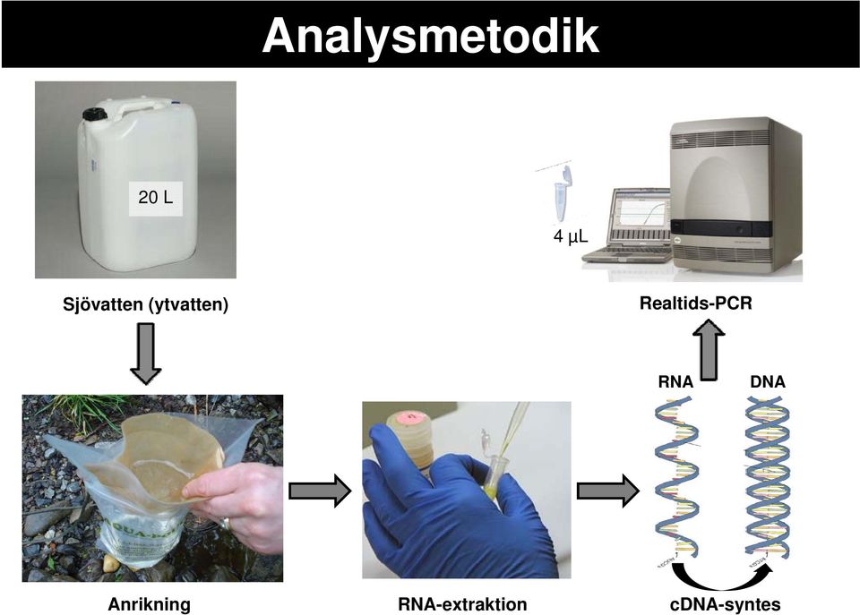 Realtids-PCR RNA DNA