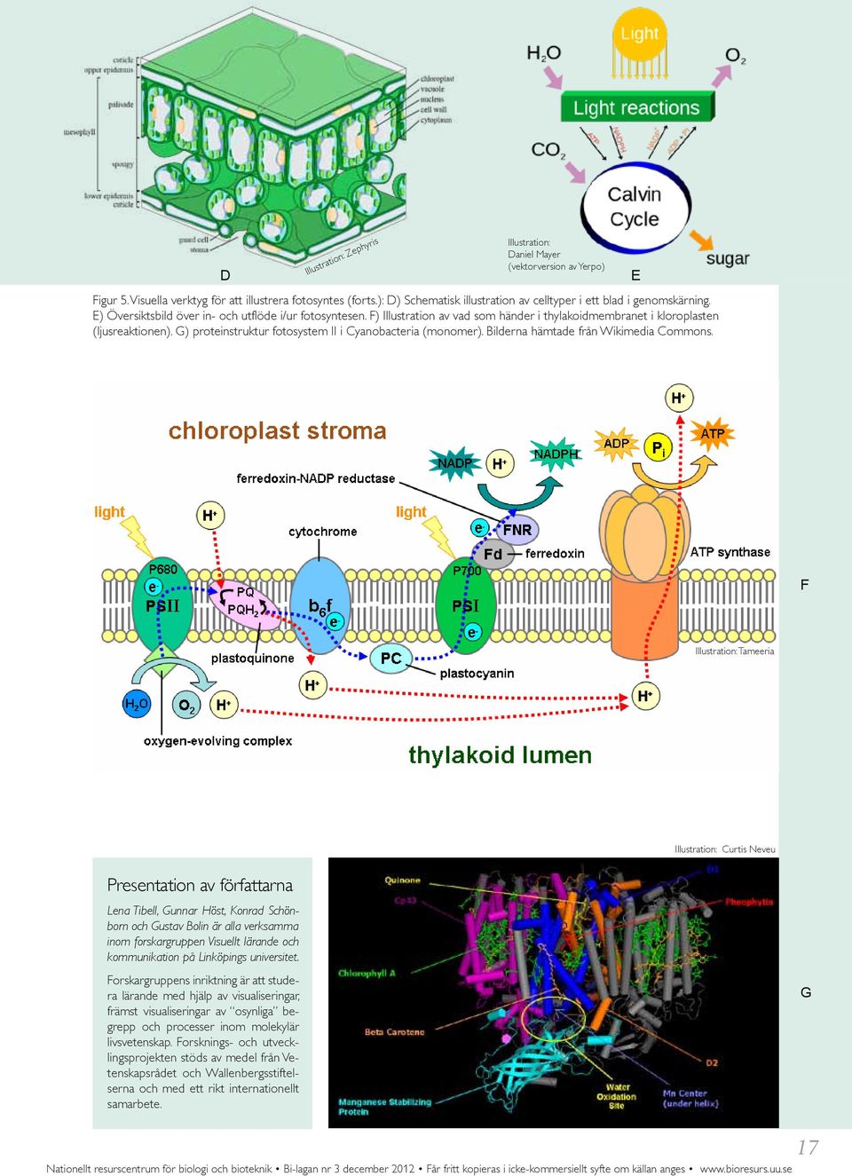 F) Illustration av vad som händer i thylakoidmembranet i kloroplasten (ljusreaktionen). G) proteinstruktur fotosystem II i Cyanobacteria (monomer). Bilderna hämtade från Wikimedia Commons.