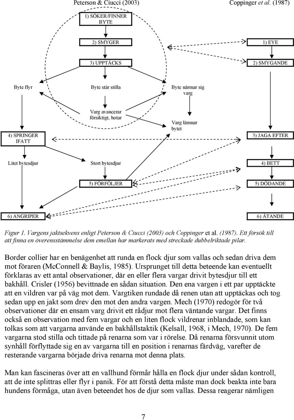 Litet bytesdjur Stort bytesdjur 4) BETT 5) FÖRFÖLJER 5) DÖDANDE 6) ANGRIPER 6) ÄTANDE Figur 1. Vargens jaktsekvens enligt Peterson & Ciucci (23) och Coppinger et al. (1987).