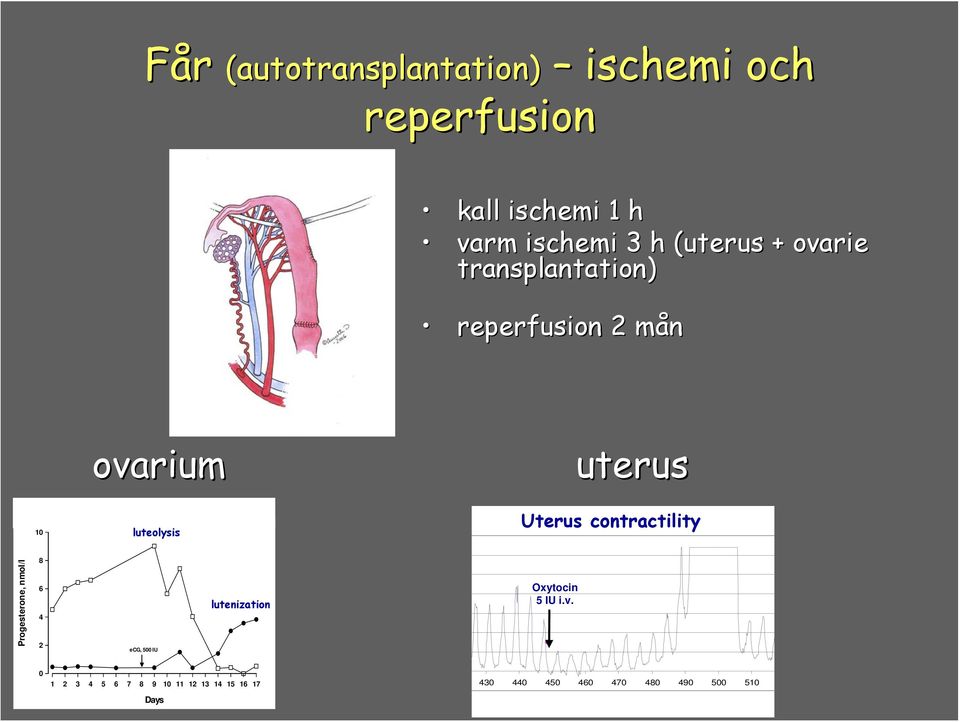 uterus Uterus contractility Progesterone, nmol/l 8 6 4 2 ecg, 500 IU lutenization Oxytocin