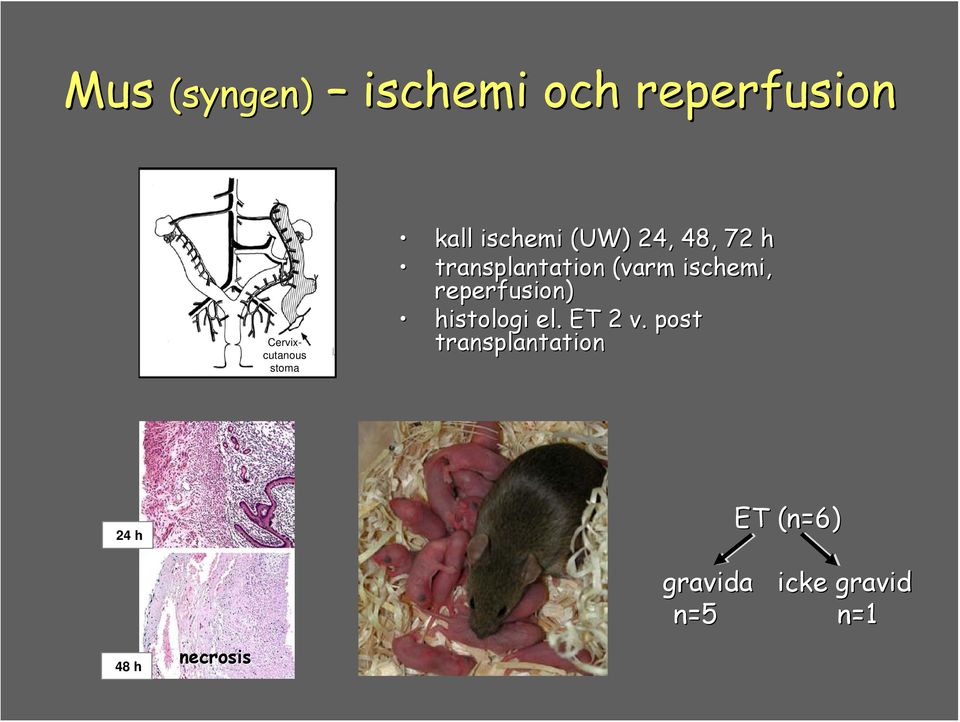 ischemi, reperfusion) histologi el. ET 2 v.