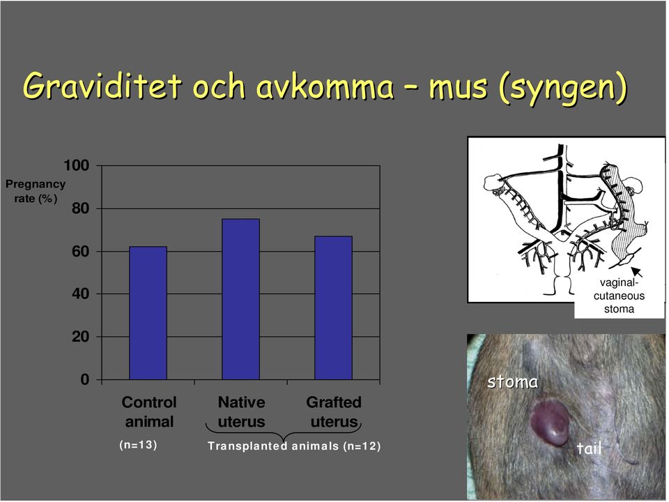 stoma 20 0 Control animal Native uterus Grafted