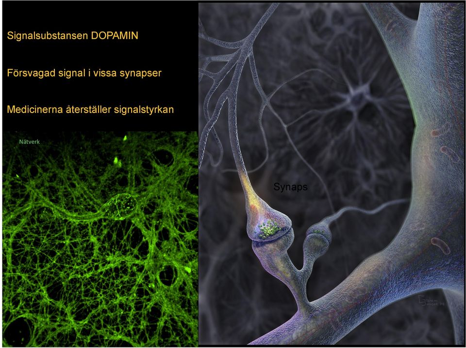 synapser Medicinerna