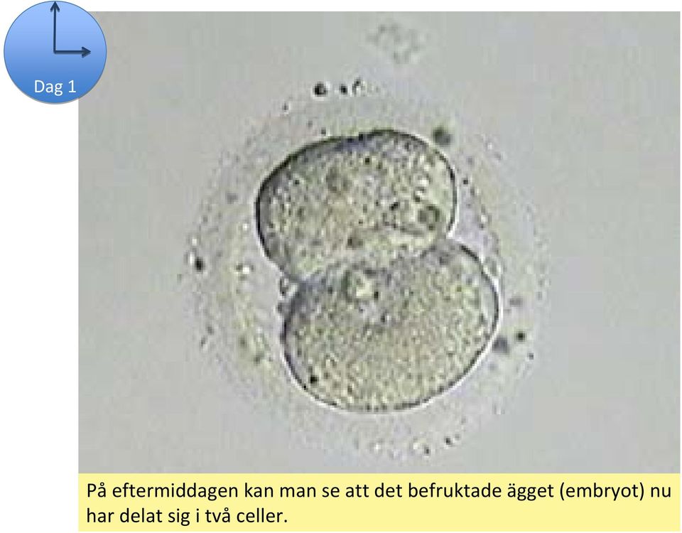 befruktade ägget