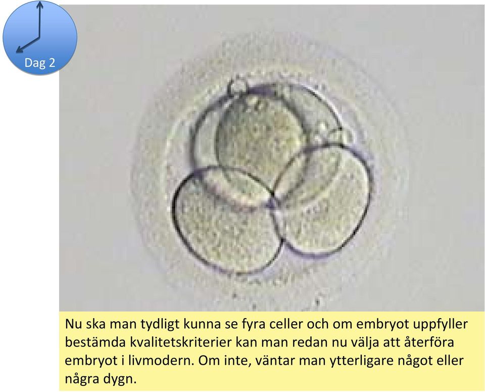 man redan nu välja att återföra embryot i livmodern.