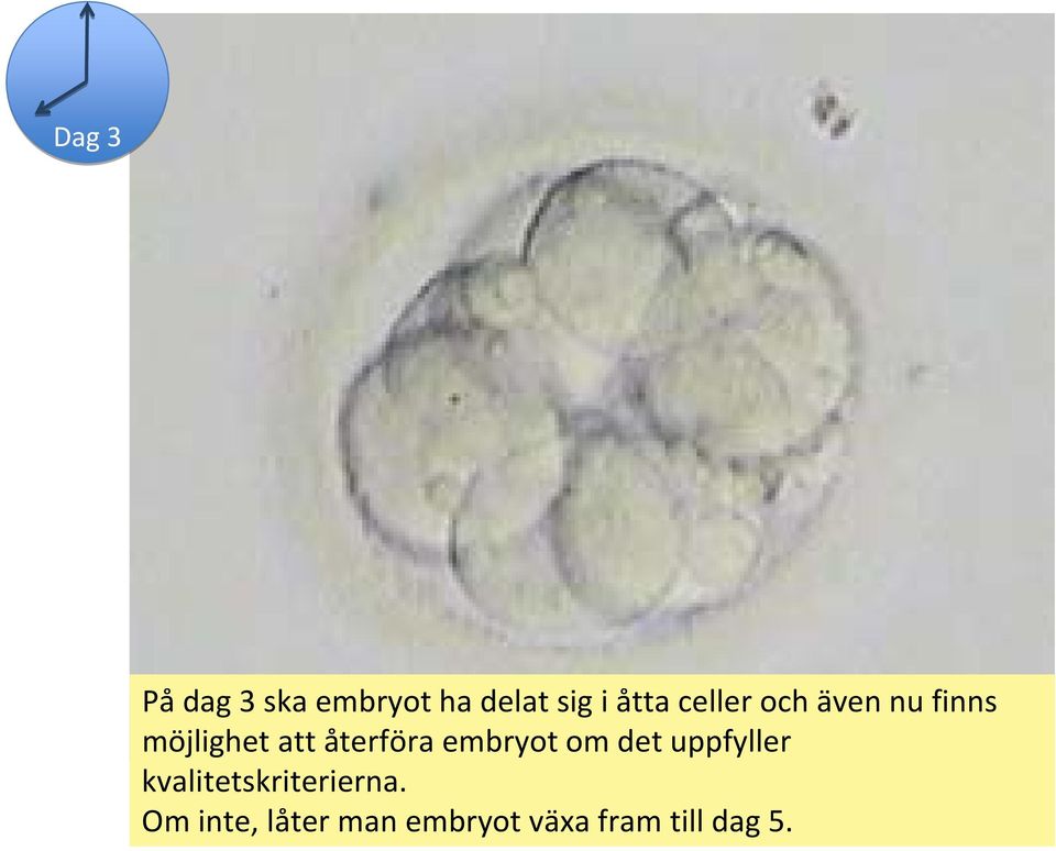 embryot om det uppfyller kvalitetskriterierna.