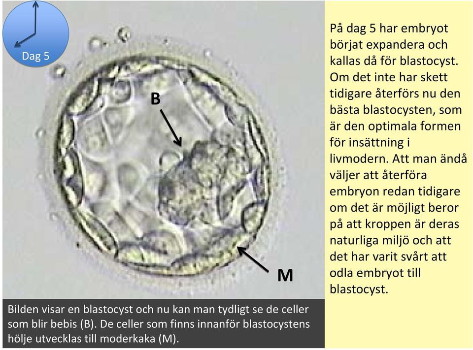 På dag 5 har embryot börjat expandera och kallas då för blastocyst.