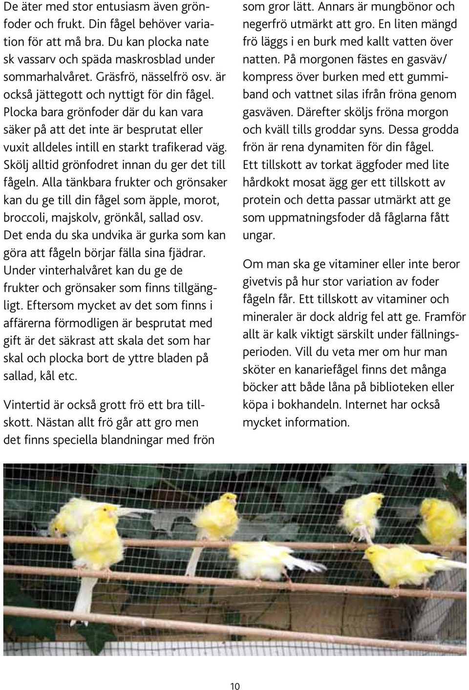 Skölj alltid grönfodret innan du ger det till fågeln. Alla tänkbara frukter och grönsaker kan du ge till din fågel som äpple, morot, broccoli, majskolv, grönkål, sallad osv.