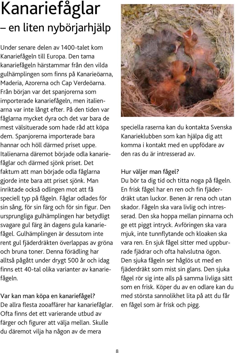 Från början var det spanjorerna som importerade kanariefågeln, men italienarna var inte långt efter.