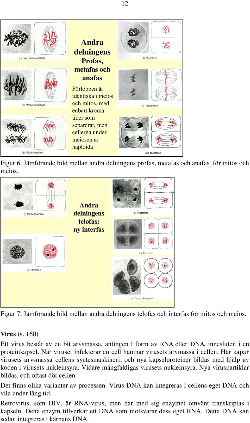 Jämförande bild mellan andra delningens telofas och interfas för mitos och meios. Virus (s. 160) Ett virus består av en bit arvsmassa, antingen i form av RNA eller DNA, innesluten i en proteinkapsel.