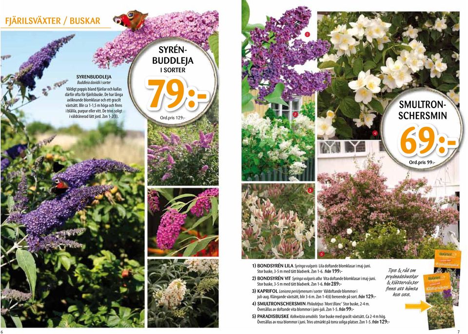 pris 99:- 69:- 5 ) BONDSYRÉN LILA Syringa vulgaris Lila doftande blomklasar i maj-juni. Stor buske, -5 m med tätt bladverk. Zon -6.