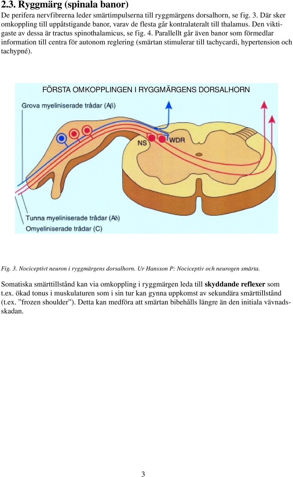 Parallellt går även banor som förmedlar information till centra för autonom reglering (smärtan stimulerar till tachycardi, hypertension och tachypné). FÖRSTA OMKOPPLINGEN I RYGGMÄRGENS DORSALHORN Fig.