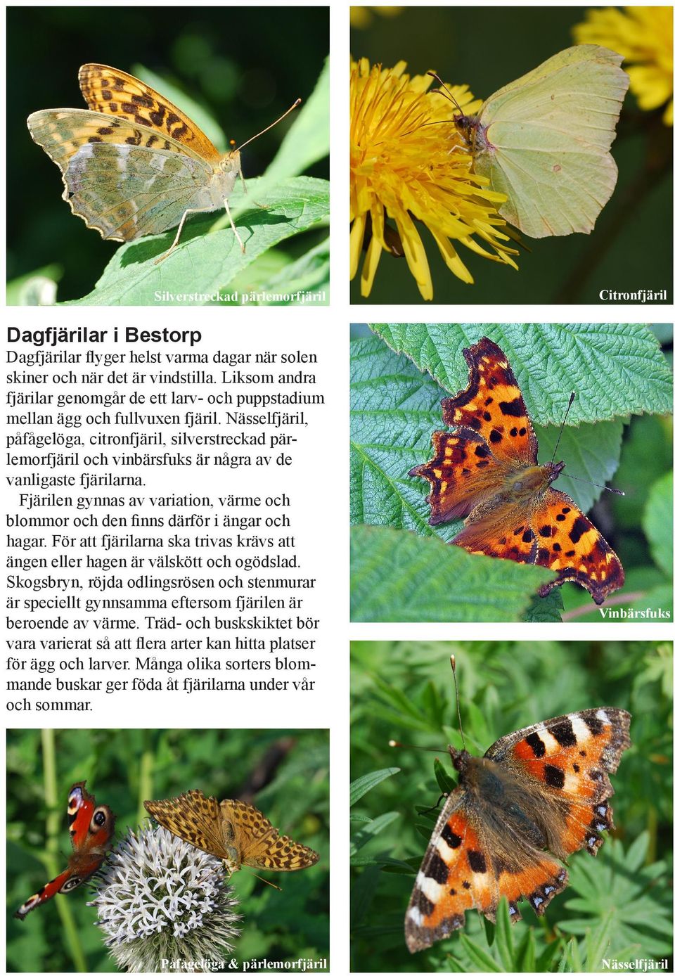 Nässelfjäril, påfågelöga, citronfjäril, silverstreckad pärlemorfjäril och vinbärsfuks är några av de vanligaste fjärilarna.