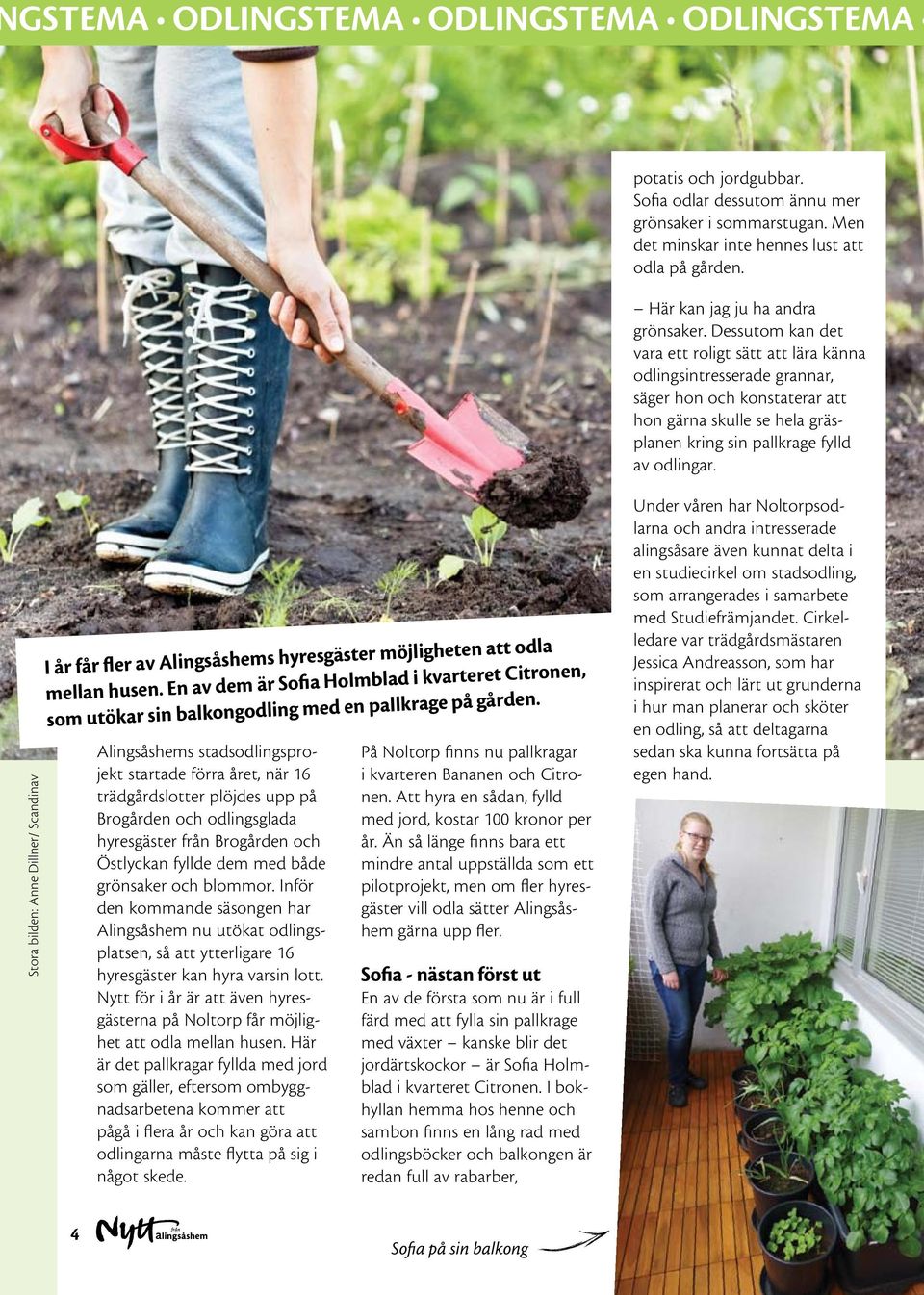 Alingsåshems stadsodlingsprojekt startade förra året, när 16 trädgårdslotter plöjdes upp på Brogården och odlingsglada hyresgäster från Brogården och Östlyckan fyllde dem med både grönsaker och