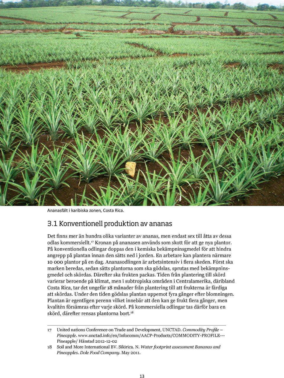 En arbetare kan plantera närmare 10 000 plantor på en dag. Ananasodlingen är arbetsintensiv i flera skeden.