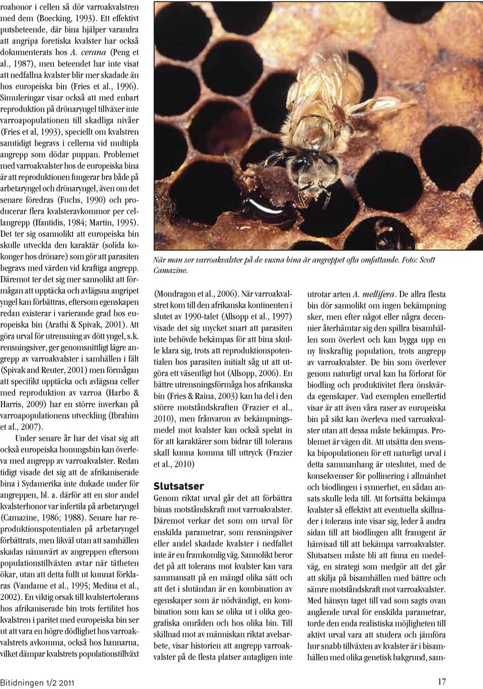 Simuleringar visar också att med enbart reproduktion på drönaryngel tillväxer inte varroapopulationen till skadliga nivåer (Fries et al, 1993), speciellt om kvalstren samtidigt begravs i cellerna vid