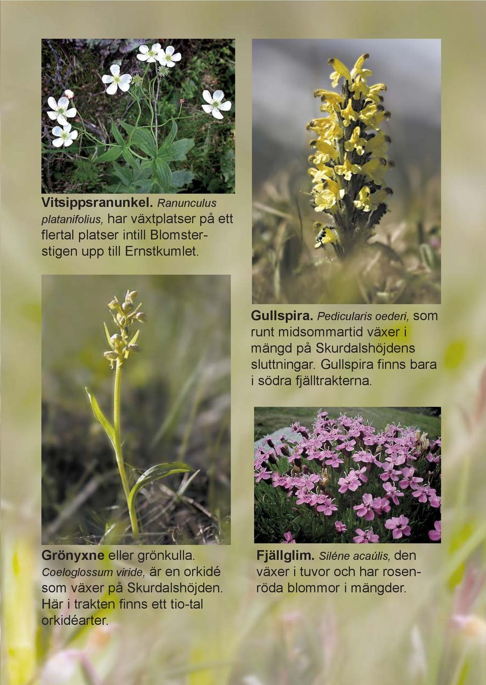 Pedicularis oederi, som runt midsommartid växer i mängd på Skurdalshöjdens sluttningar.