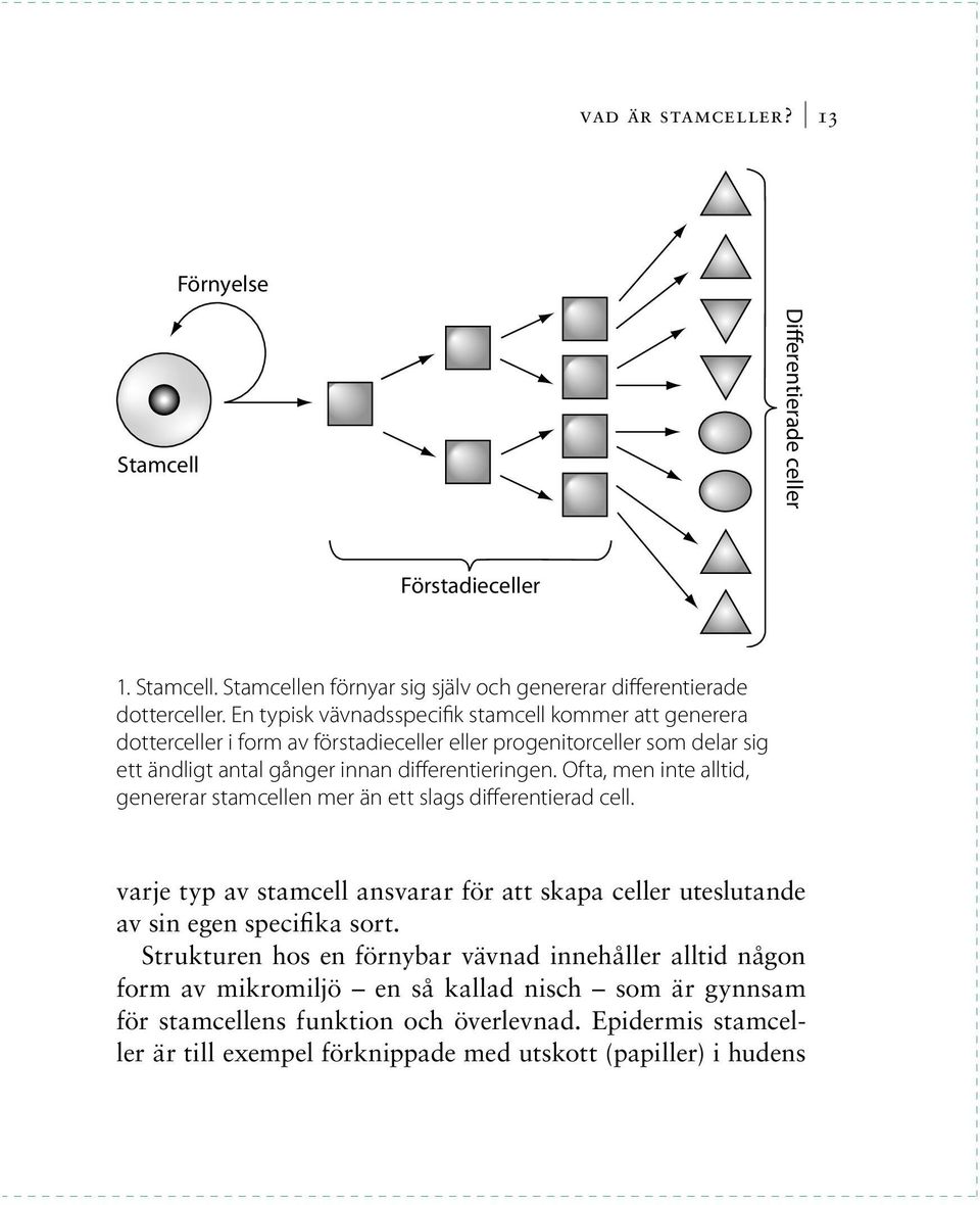 Ofta, men inte alltid, genererar stamcellen mer än ett slags differentierad cell. varje typ av stamcell ansvarar för att skapa celler uteslutande av sin egen specifika sort.
