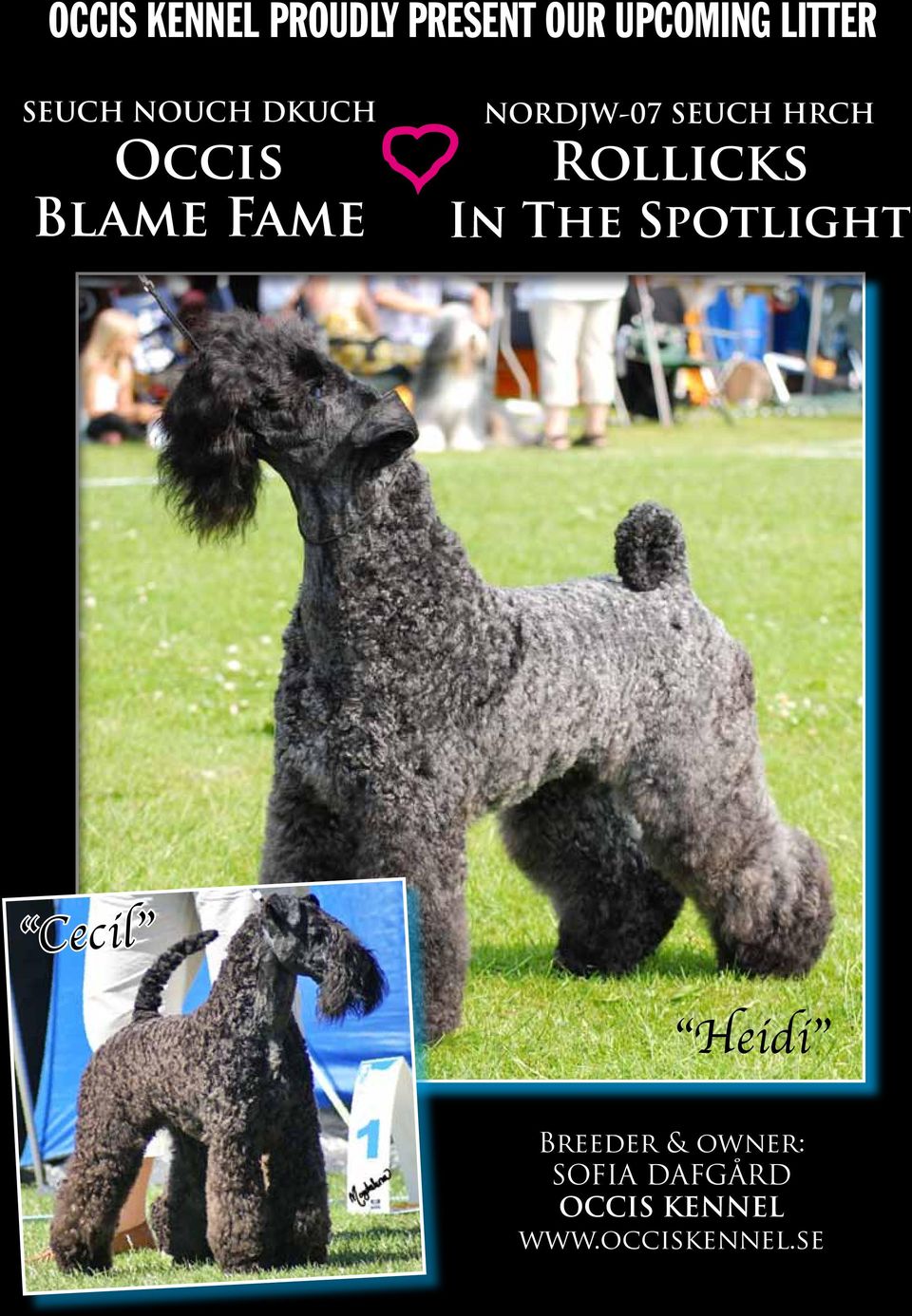 HRCH Rollicks In The Spotlight Cecil Heidi Breeder