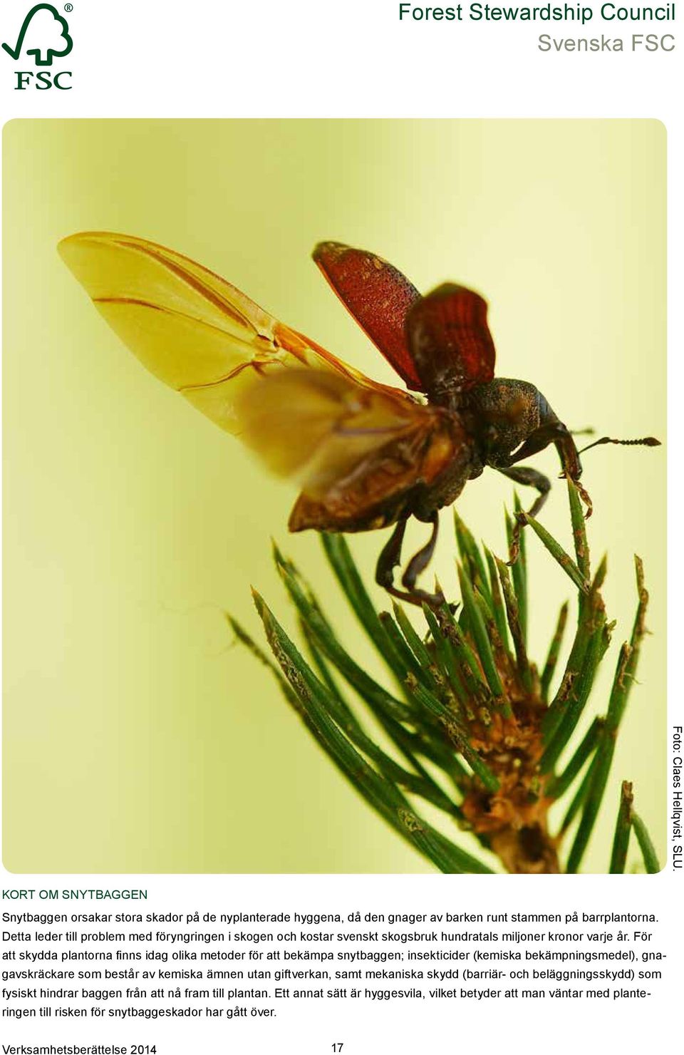 För att skydda plantorna finns idag olika metoder för att bekämpa snytbaggen; insekticider (kemiska bekämpningsmedel), gnagavskräckare som består av kemiska ämnen utan