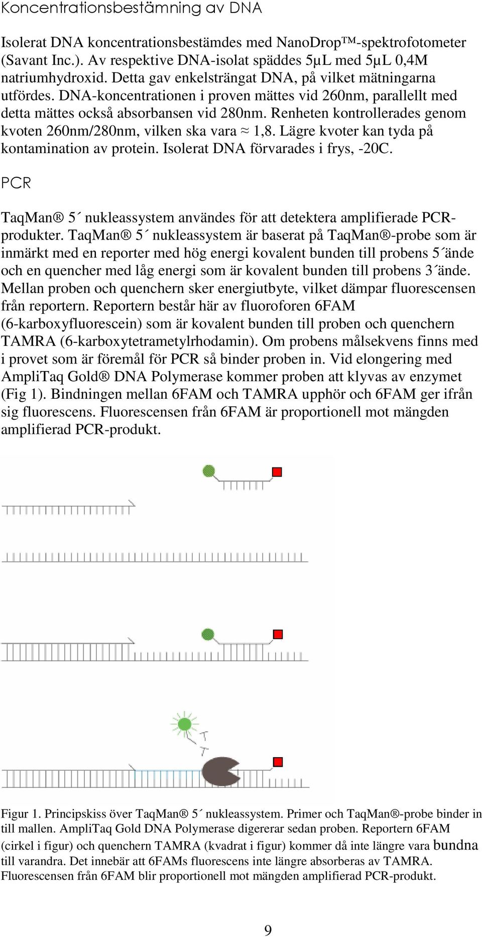 Renheten kontrollerades genom kvoten 260nm/280nm, vilken ska vara 1,8. Lägre kvoter kan tyda på kontamination av protein. Isolerat DNA förvarades i frys, -20C.