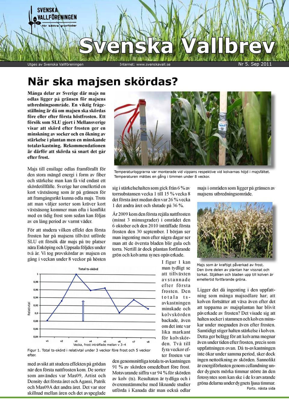 Ett försök som SLU gjort i Mellansverige visar att skörd efter frosten ger en minskning av socker och en ökning av stärkelse i plantan men en minskande totalavkastning.