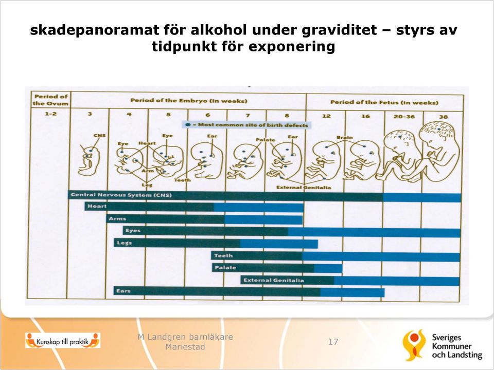 graviditet styrs av