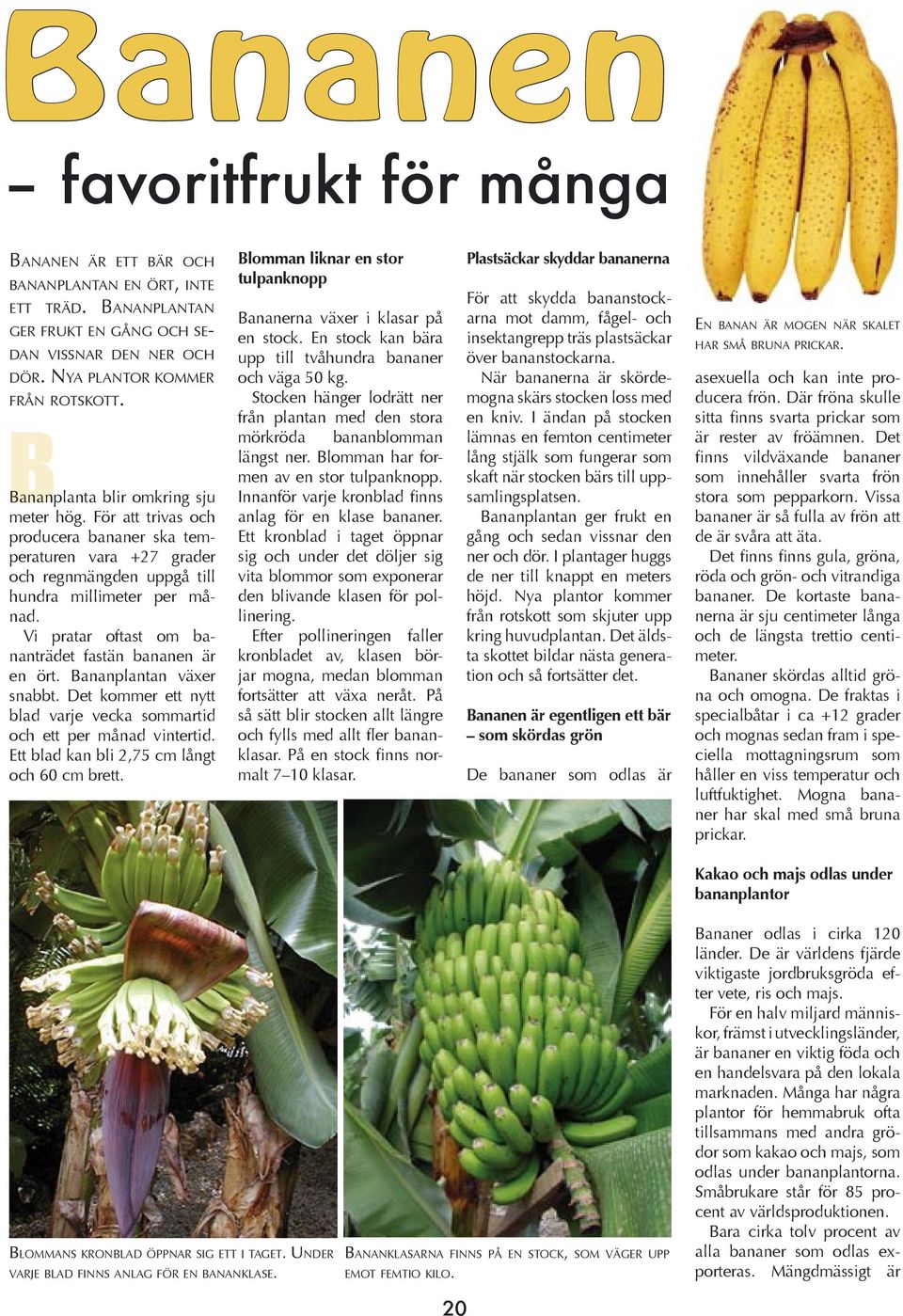 Vi pratar oftast om bananträdet fastän bananen är en ört. Bananplantan växer snabbt. Det kommer ett nytt blad varje vecka sommartid och ett per månad vintertid.