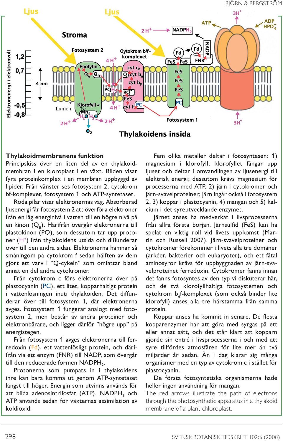 Absorberad ljusenergi får fotosystem 2 att överföra elektroner från en låg energinivå i vatten till en högre nivå på en kinon (Q B ).