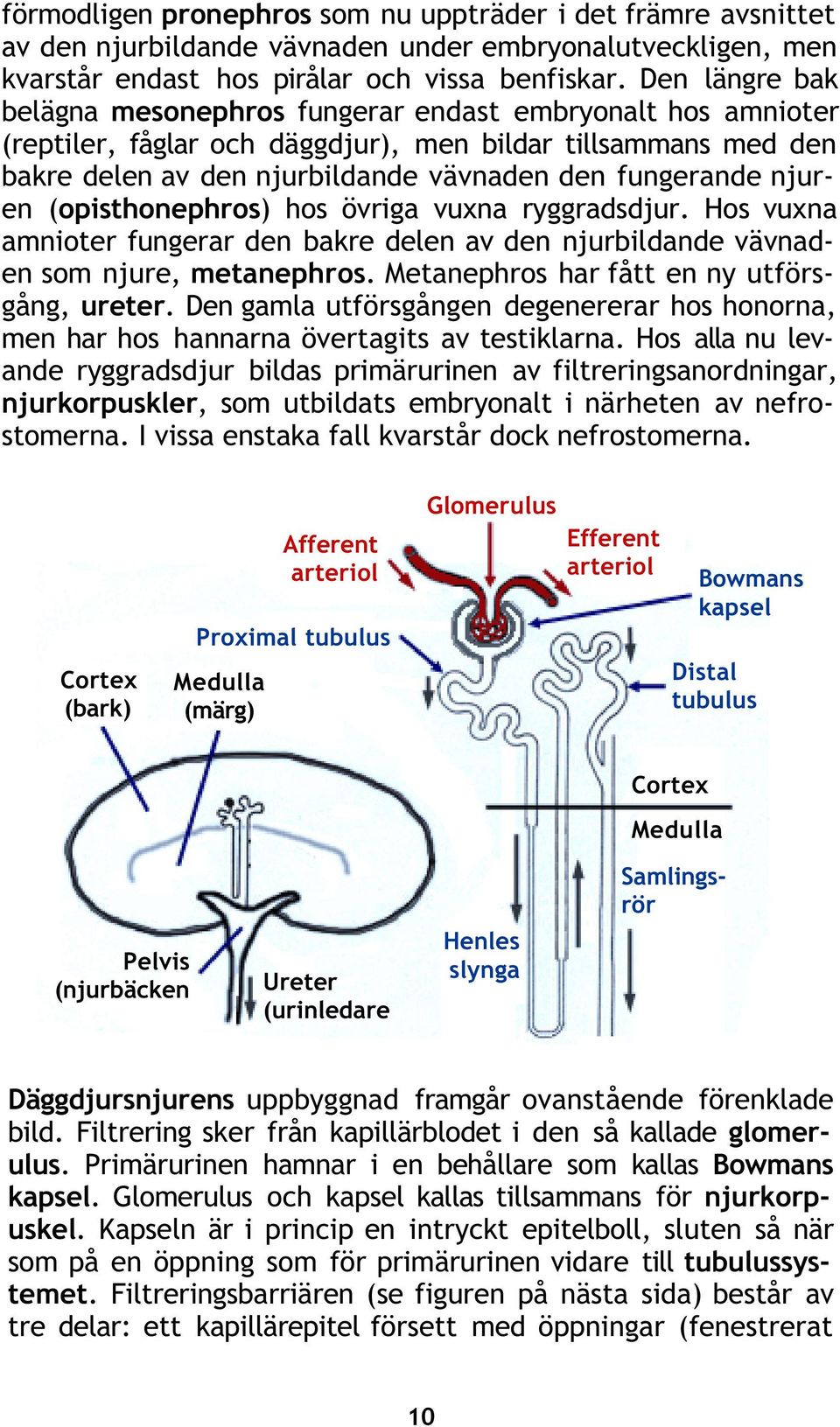 njuren (opisthonephros) hos övriga vuxna ryggradsdjur. Hos vuxna amnioter fungerar den bakre delen av den njurbildande vävnaden som njure, metanephros. Metanephros har fått en ny utförsgång, ureter.