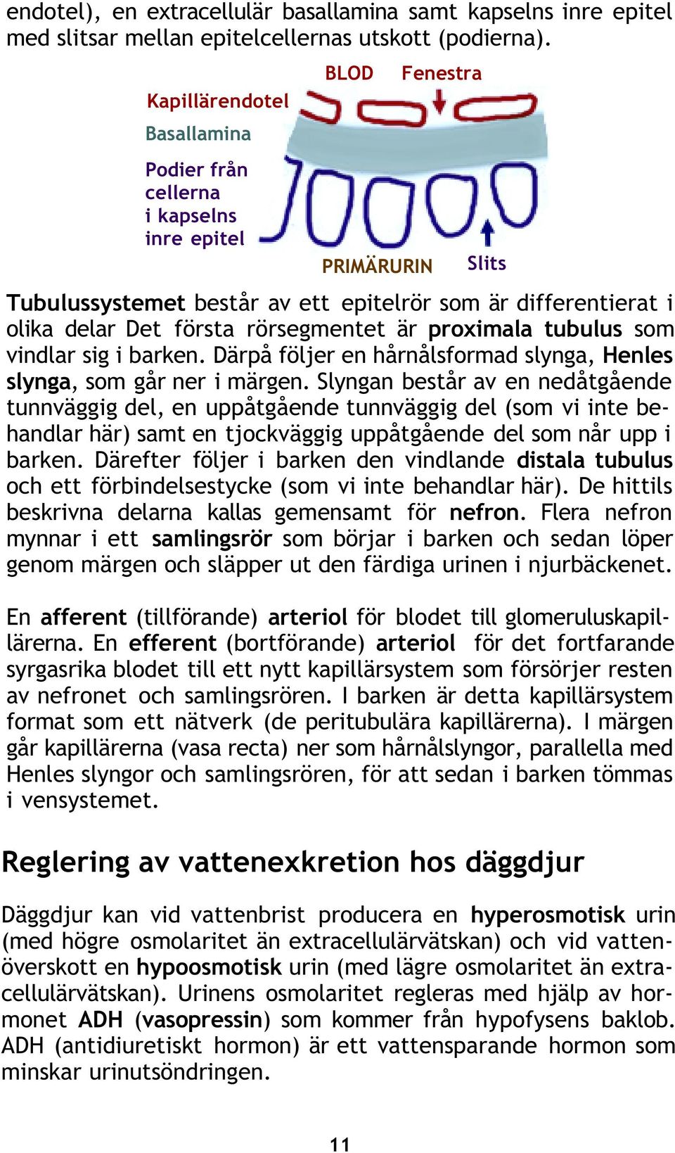 rörsegmentet är proximala tubulus som vindlar sig i barken. Därpå följer en hårnålsformad slynga, Henles slynga, som går ner i märgen.