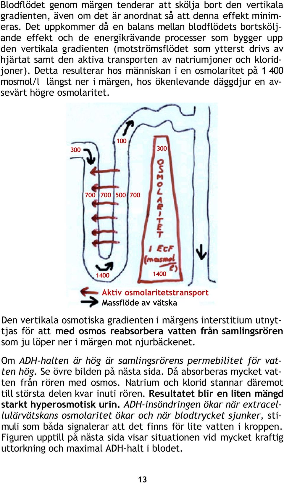 aktiva transporten av natriumjoner och kloridjoner). Detta resulterar hos människan i en osmolaritet på 1 400 mosmol/l längst ner i märgen, hos ökenlevande däggdjur en avsevärt högre osmolaritet.