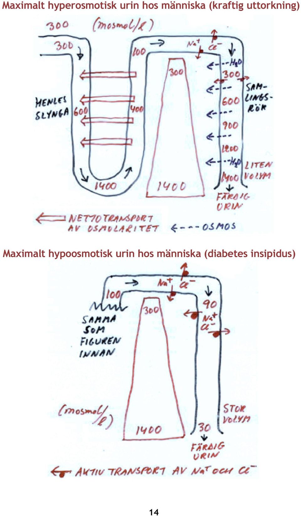 Maximalt hypoosmotisk urin hos