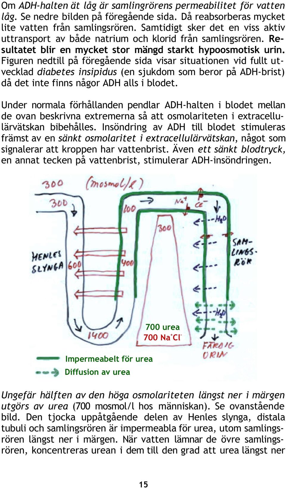 Figuren nedtill på föregående sida visar situationen vid fullt utvecklad diabetes insipidus (en sjukdom som beror på ADH-brist) då det inte finns någor ADH alls i blodet.