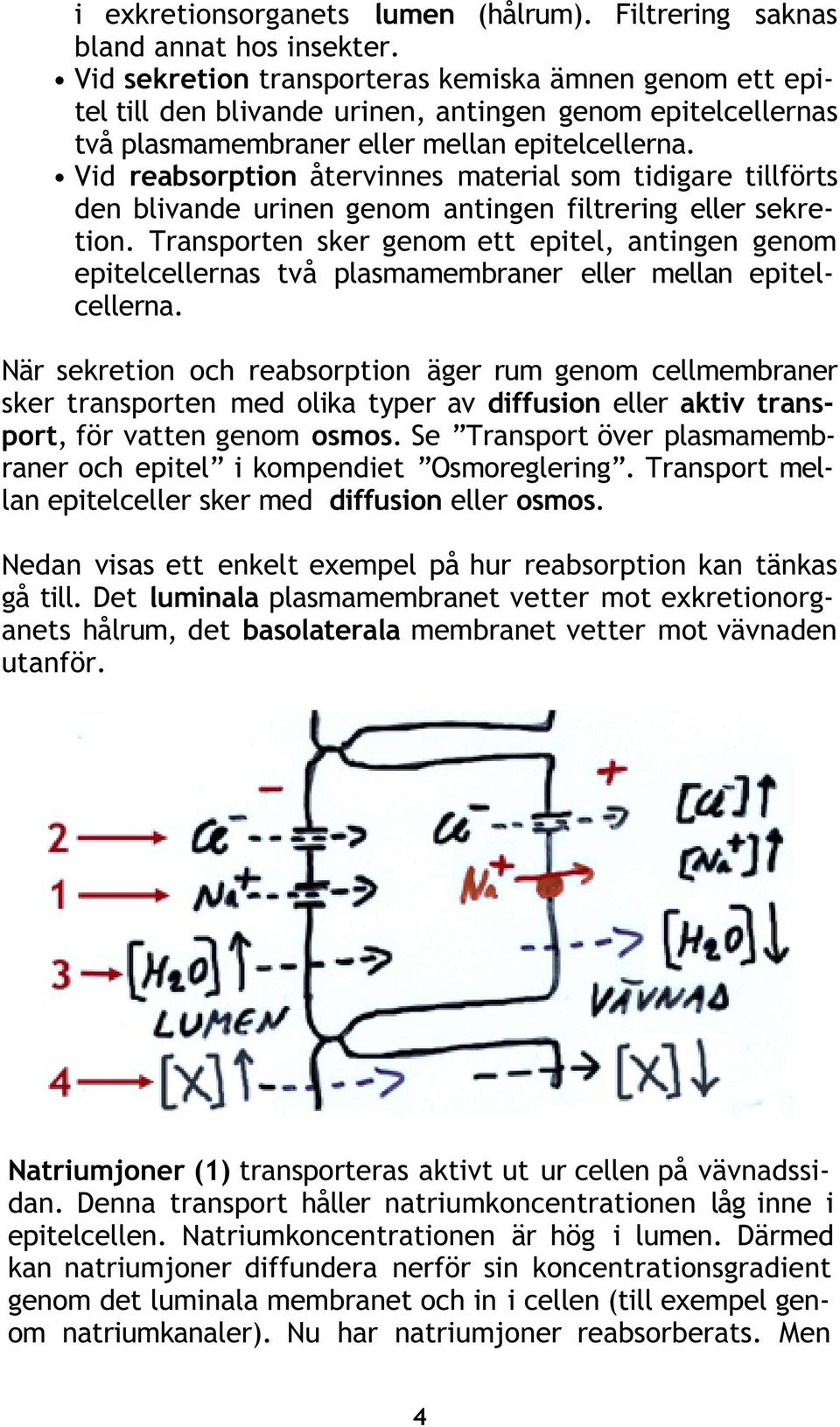 Vid reabsorption återvinnes material som tidigare tillförts den blivande urinen genom antingen filtrering eller sekretion.