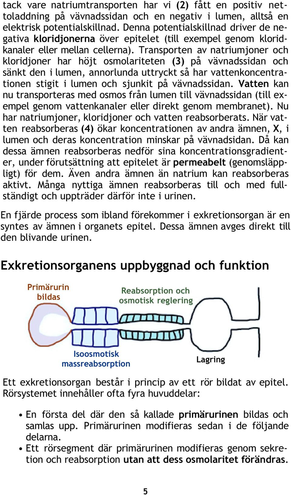 Transporten av natriumjoner och kloridjoner har höjt osmolariteten (3) på vävnadssidan och sänkt den i lumen, annorlunda uttryckt så har vattenkoncentrationen stigit i lumen och sjunkit på