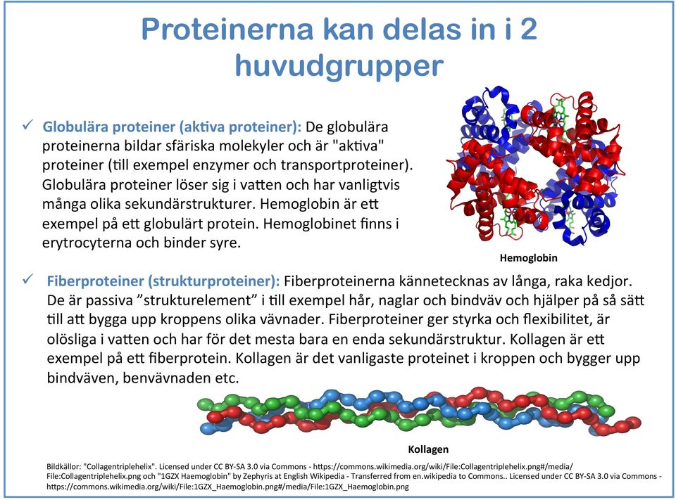 Hemoglobinet ﬁnns i erytrocyterna och binder syre. ü Hemoglobin Fiberproteiner (strukturproteiner): Fiberproteinerna kännetecknas av långa, raka kedjor.