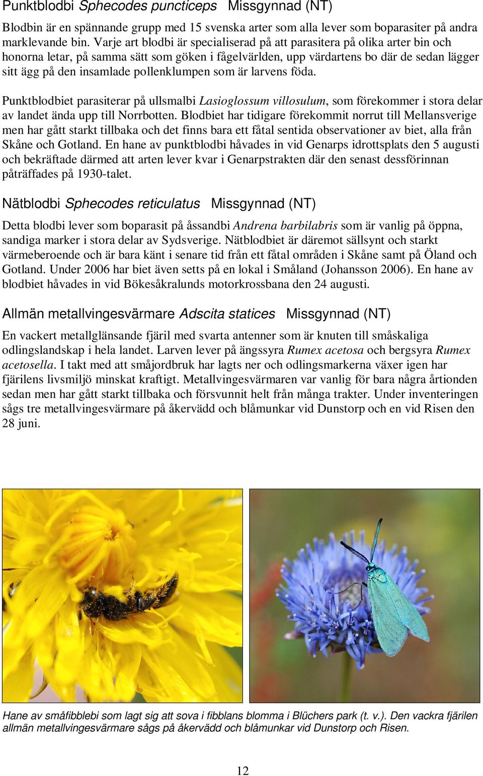 pollenklumpen som är larvens föda. Punktblodbiet parasiterar på ullsmalbi Lasioglossum villosulum, som förekommer i stora delar av landet ända upp till Norrbotten.