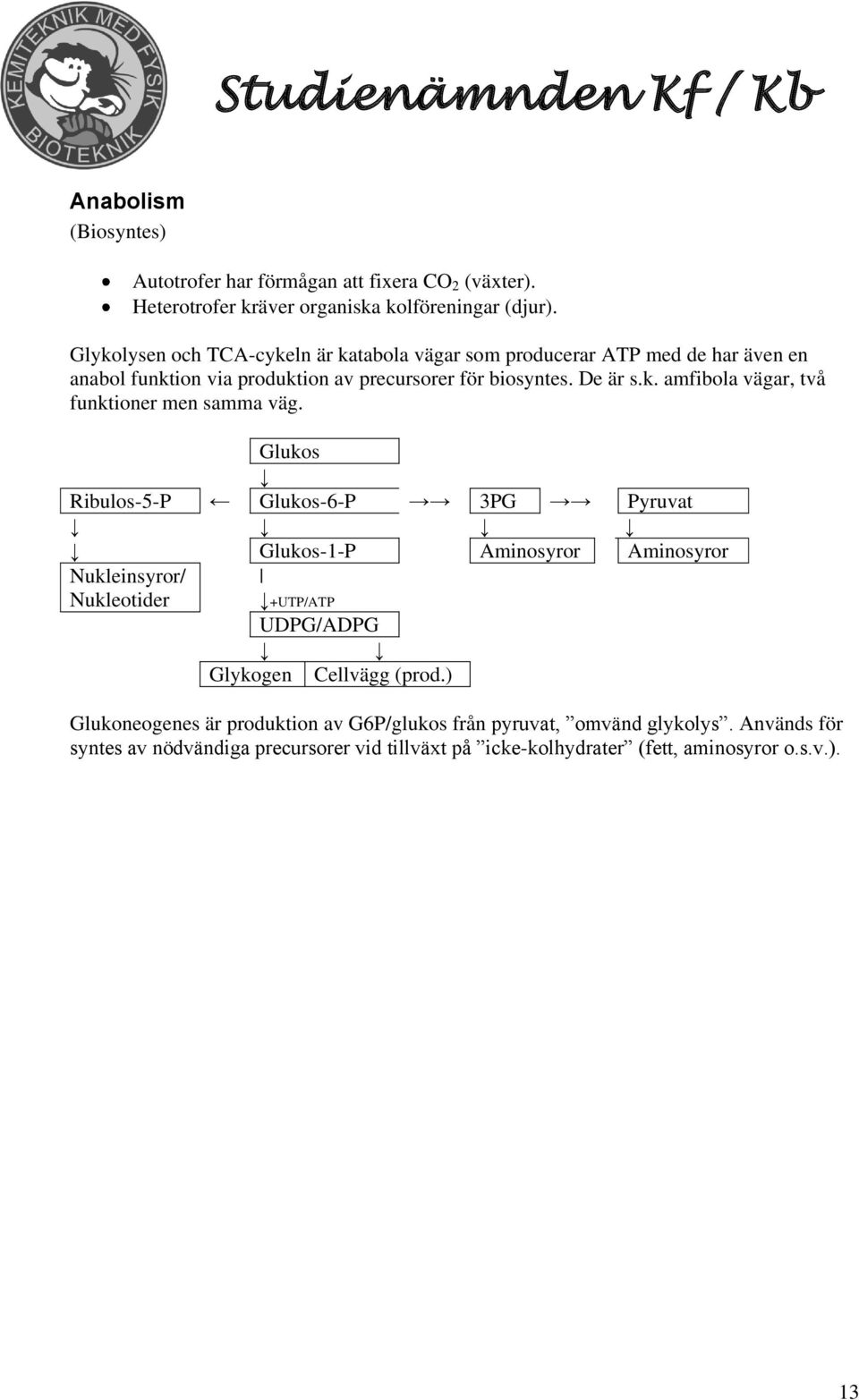 Glukos Ribulos-5-P Glukos-6-P 3PG Pyruvat Glukos-1-P Aminosyror Aminosyror Nukleinsyror/ Nukleotider +UTP/ATP UDPG/ADPG Glykogen Cellvägg (prod.