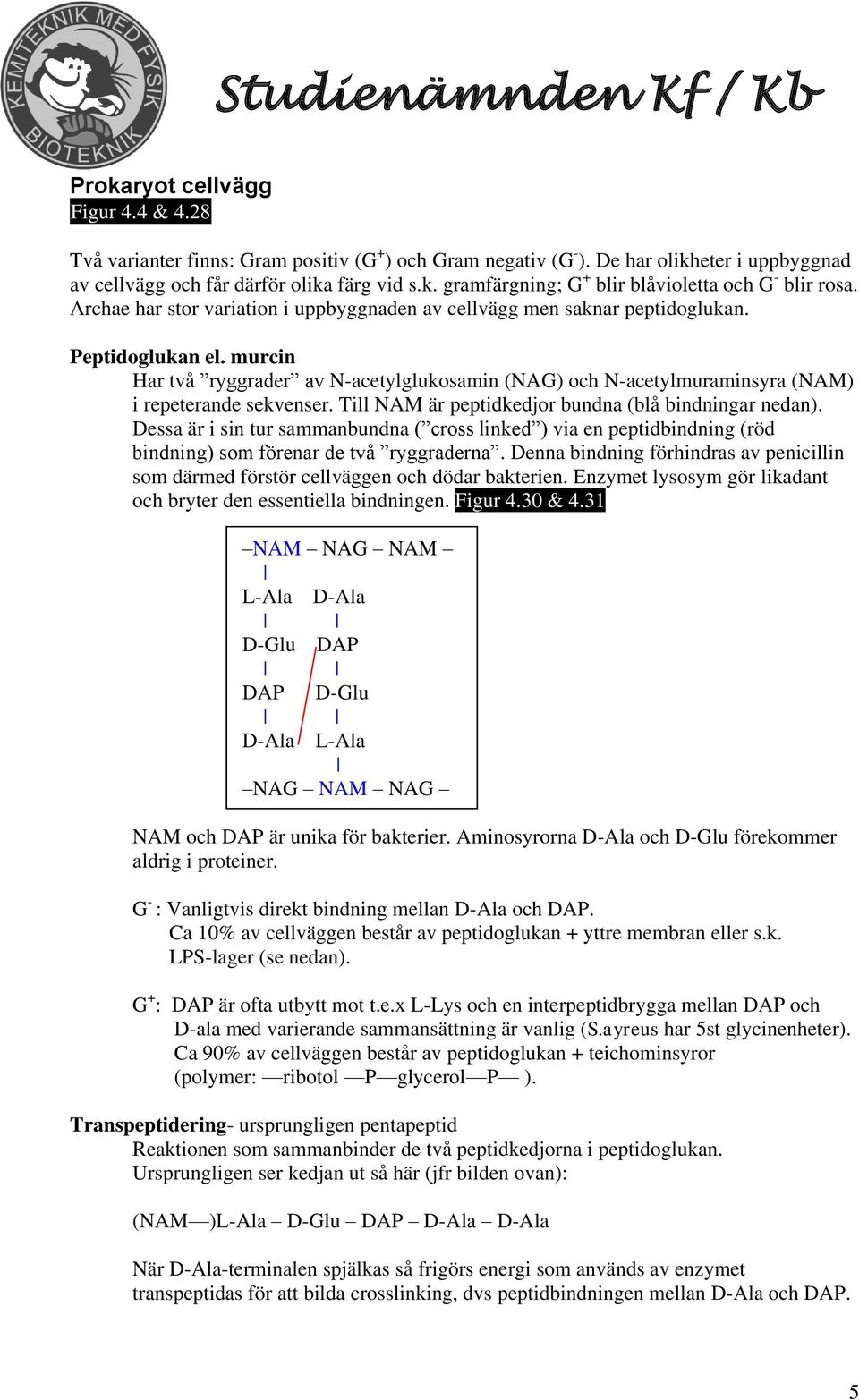 murcin Har två ryggrader av N-acetylglukosamin (NAG) och N-acetylmuraminsyra (NAM) i repeterande sekvenser. Till NAM är peptidkedjor bundna (blå bindningar nedan).