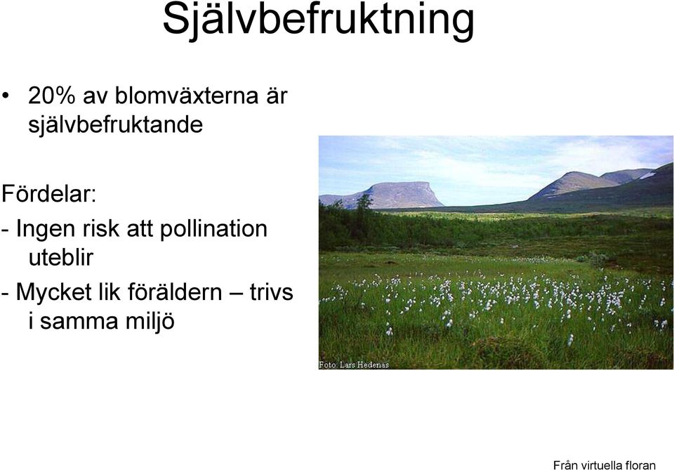 att pollination uteblir - Mycket lik