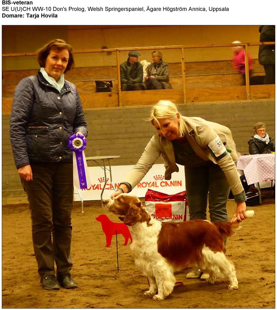 Springerspaniel, Ägare