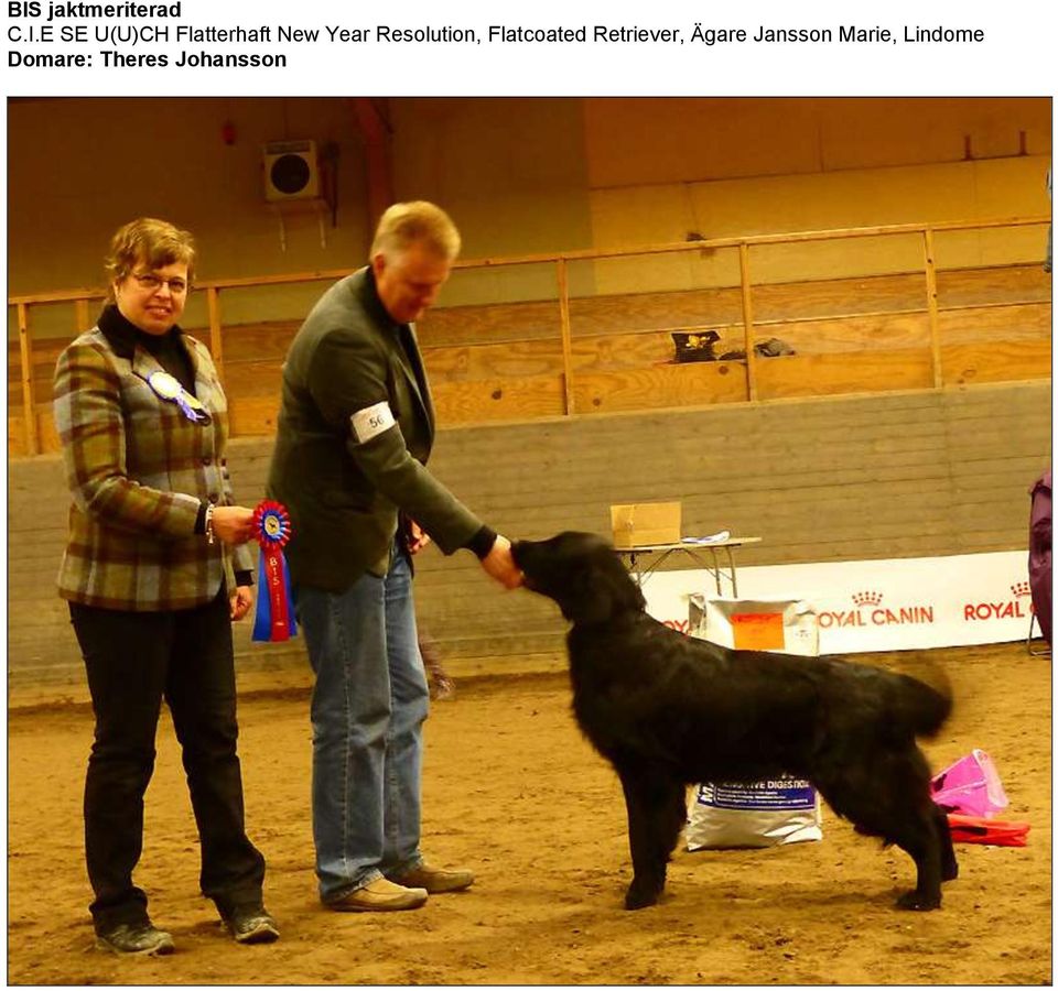 Flatcoated Retriever, Ägare Jansson