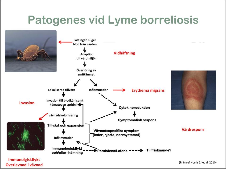 vävnadskolonisering Tillväxt och expansion Inflammation Symptomatisk respons Vävnadsspecifika symptom (leder, hjärta, nervsystemet)