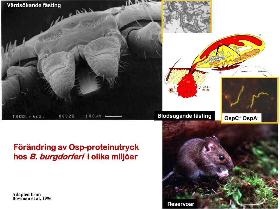 Osp-proteinutryck hos B.